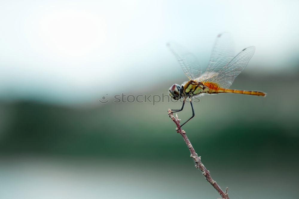 Similar – Large dragonfly Ready to go