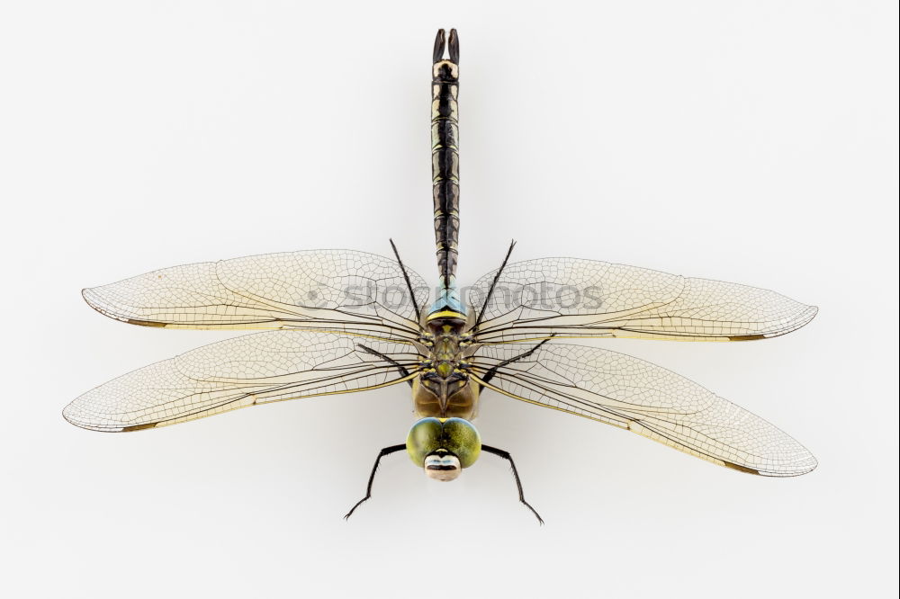 Similar – the queen dragonfly.