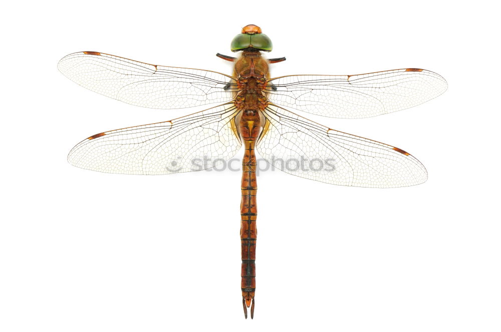 Similar – dragonfly Dragonfly Insect