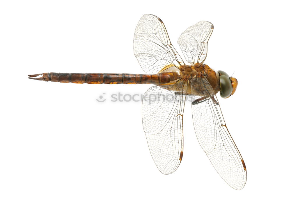 Similar – dragonfly Dragonfly Insect