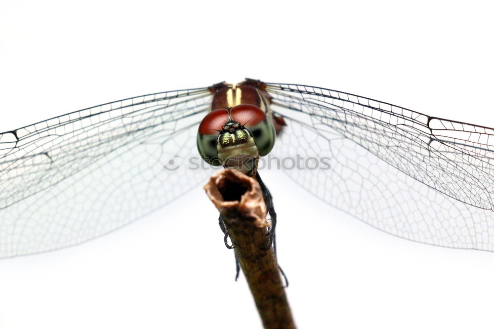 Similar – Image, Stock Photo Dragonfly on the branch