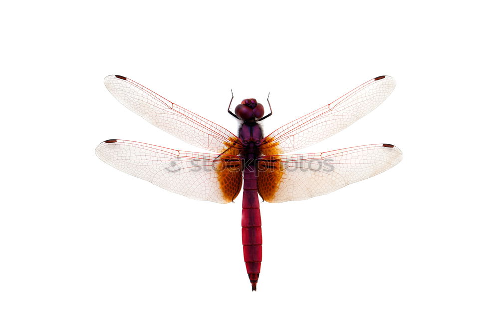 Similar – dragonfly Dragonfly Insect