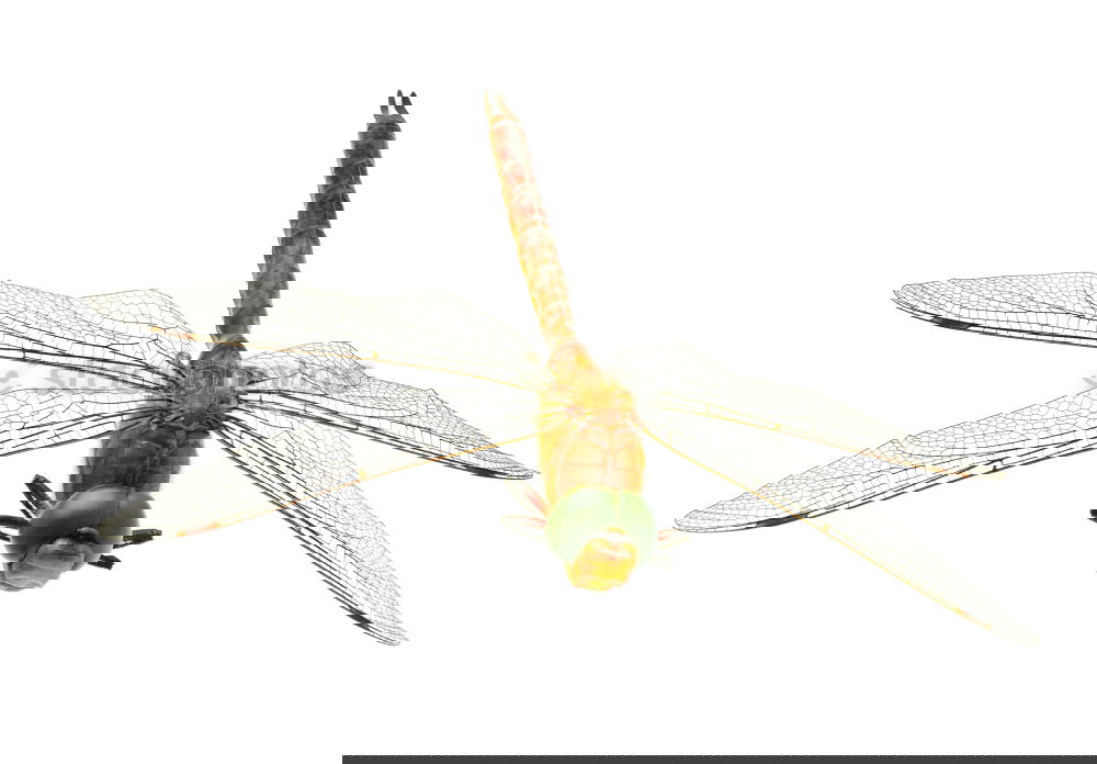 Image, Stock Photo dragonfly Dragonfly Animal