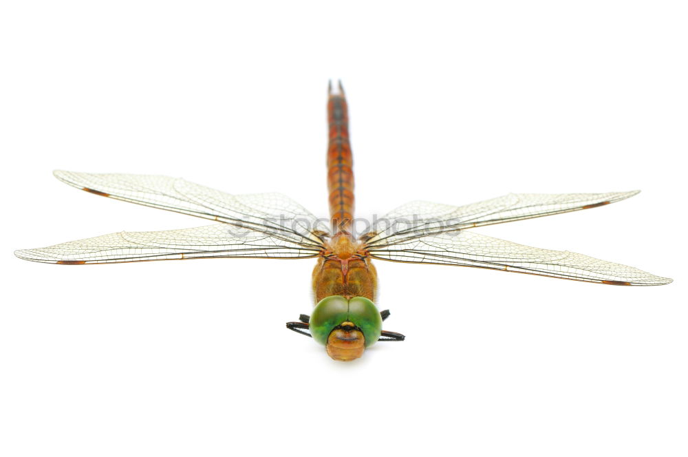 Similar – the queen dragonfly.