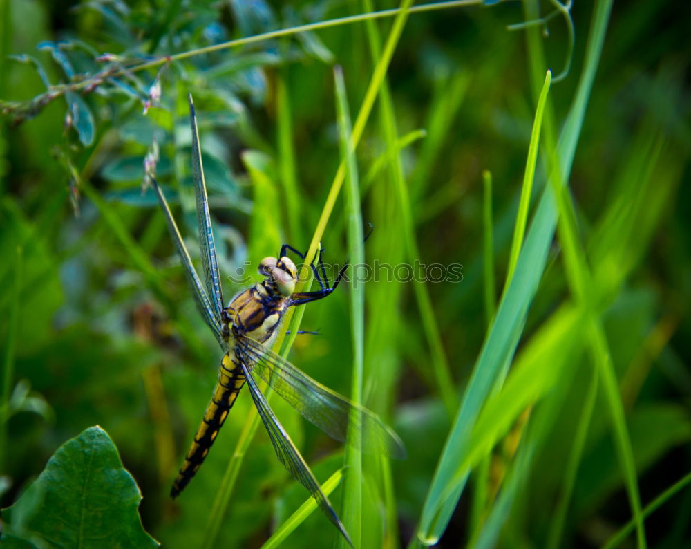 Similar – deadHopper Insect Locust