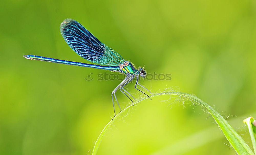 Similar – Dragonfly on a blade of grass