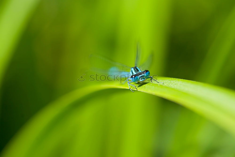 Similar – Image, Stock Photo bug Green Meadow Summer