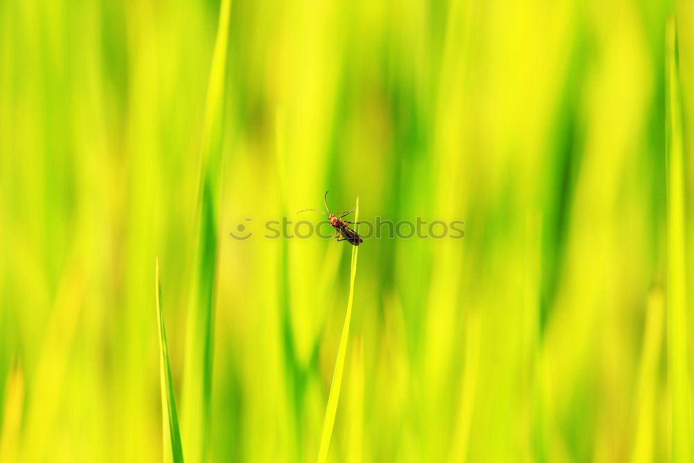 Similar – Foto Bild Käfer Natur Tier Gras Feld