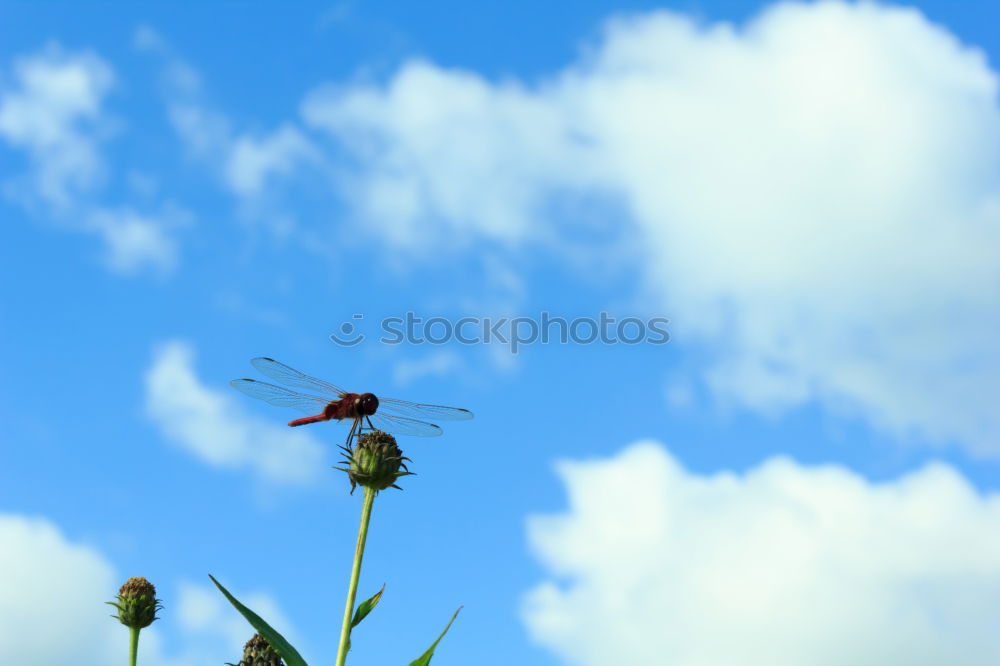 Similar – Flowers and bees 02 Bee