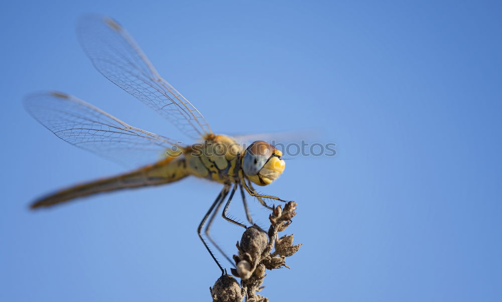 Similar – Image, Stock Photo dragonfly Dragonfly Animal