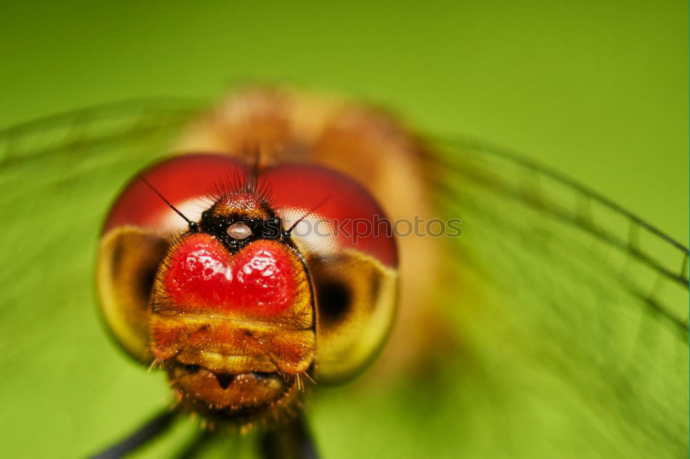 Similar – Image, Stock Photo Large Bee-Fly (Bombylius Major) Gathers Flower Pollen