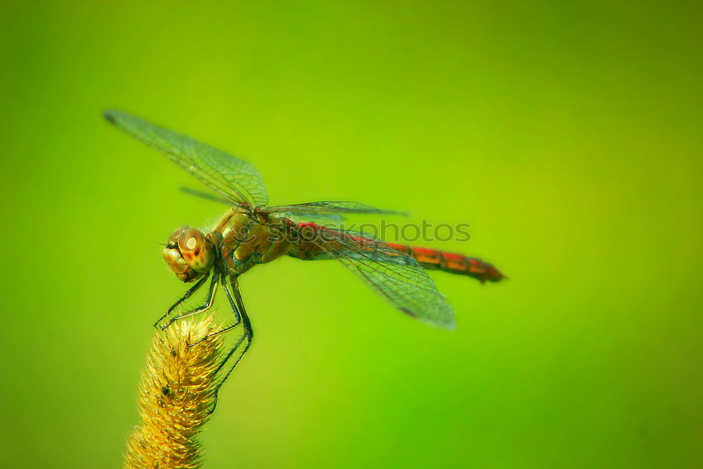 Similar – Foto Bild Ist da wer??? Tier Fliege