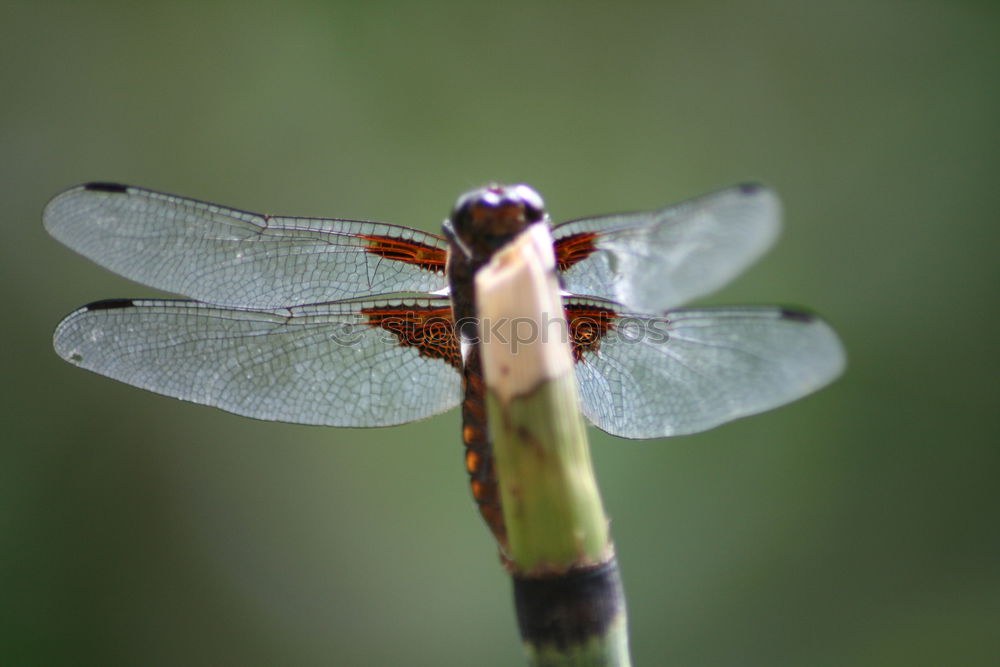 Similar – Image, Stock Photo just another fly