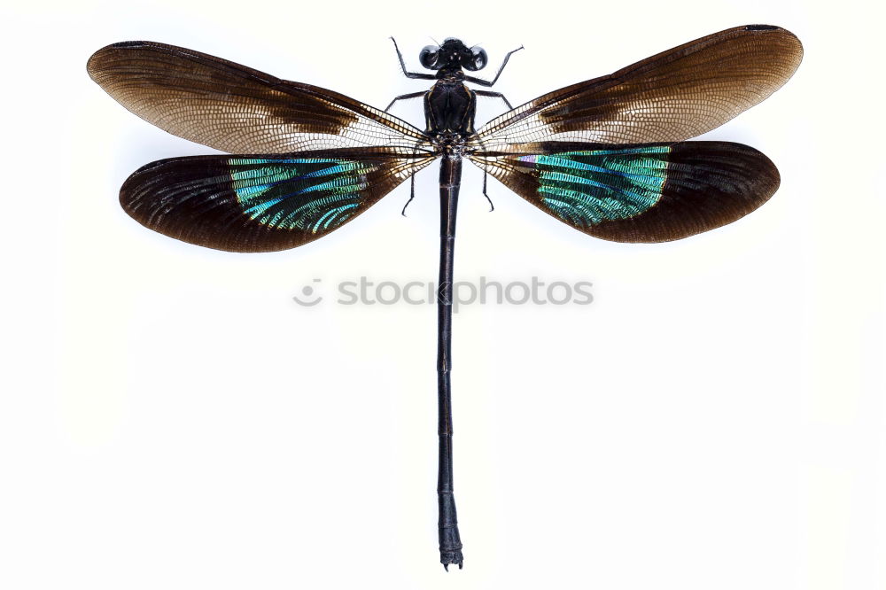 Similar – the queen dragonfly.