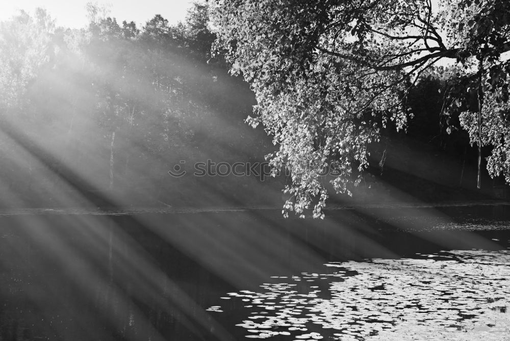 Similar – Foto Bild Vorsicht! Kurve! Baum