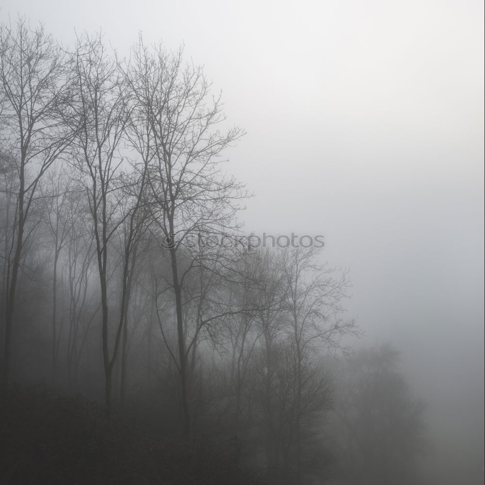 Similar – Image, Stock Photo end of the year Tree Fog