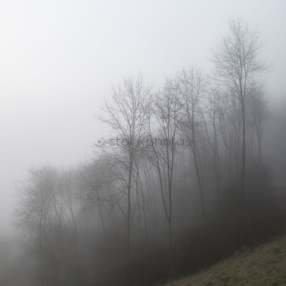 Similar – Image, Stock Photo Misty November Environment