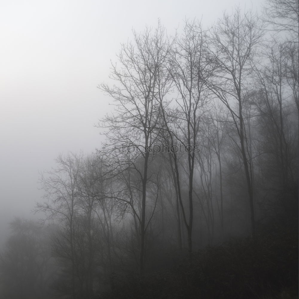 Similar – Image, Stock Photo . Reflection on a large window pane, with trees in the background, in the window pane white stripes are reflected.