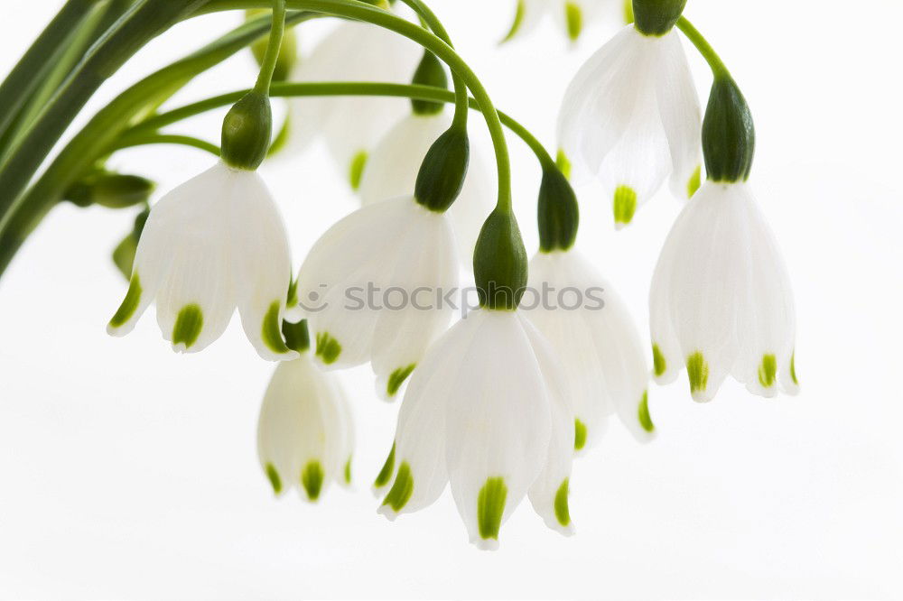 Similar – Image, Stock Photo Three snowdrops in front of a bright background