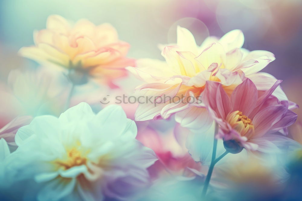 Similar – Image, Stock Photo Spring nature background with white flowers