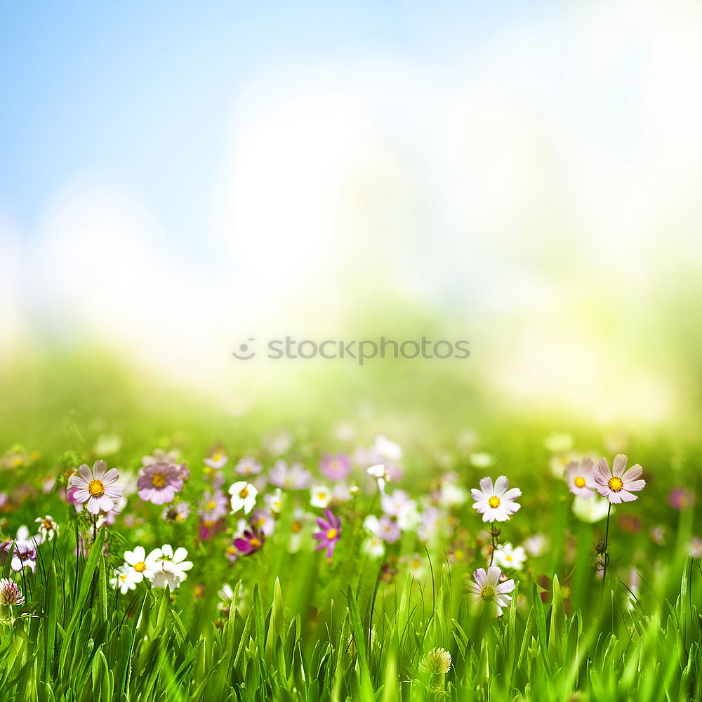 Similar – Spring nature background with wild hyacinths