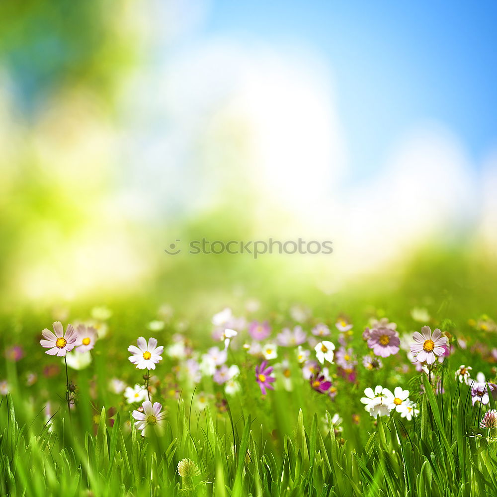 Similar – flower meadow