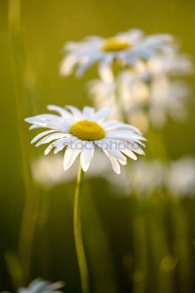 Similar – Daisies from the ant’s perspective