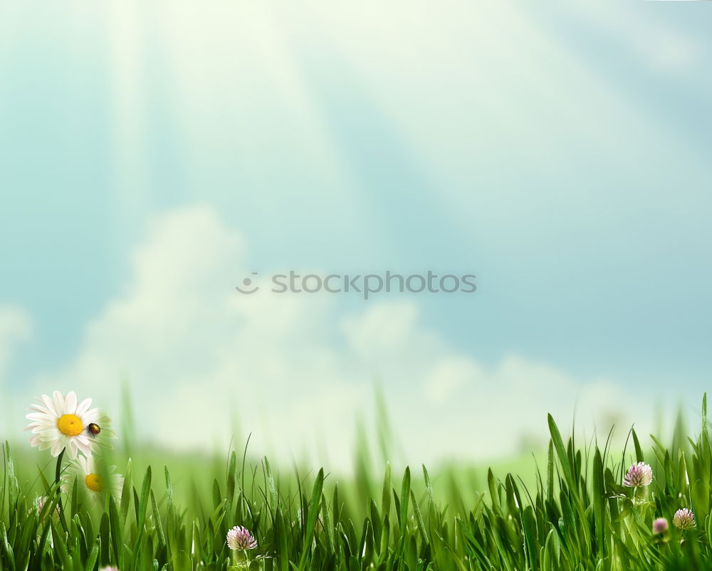 Similar – Image, Stock Photo Summer Garden with flower bed