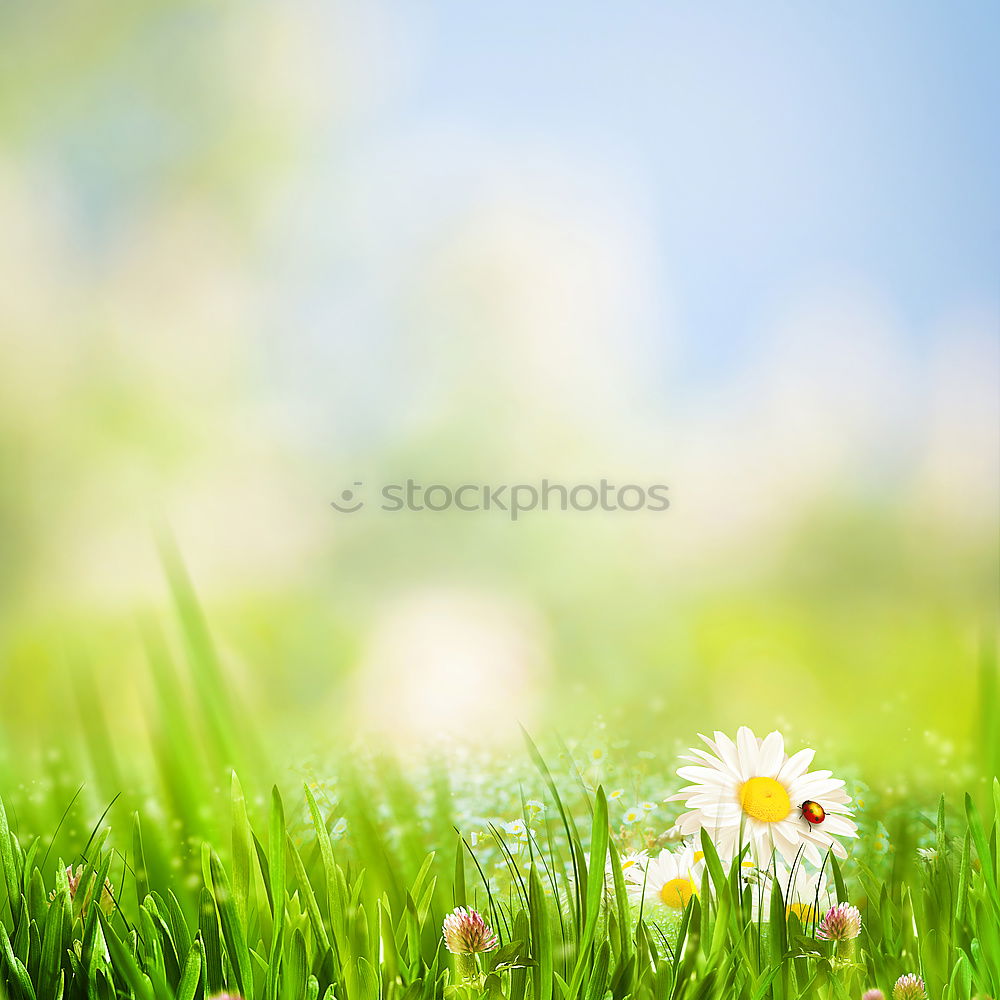 Similar – Spring nature background with wild hyacinths