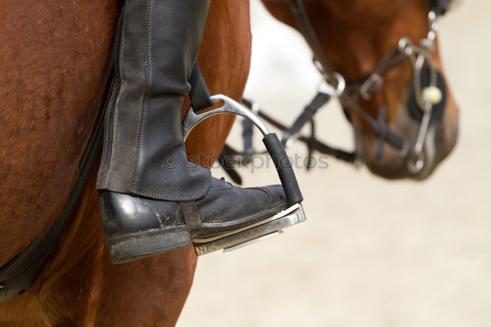 Similar – Image, Stock Photo Veterinarian at work Ride