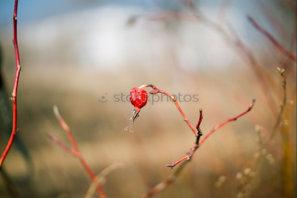 Similar – Image, Stock Photo … right next to the pear tree