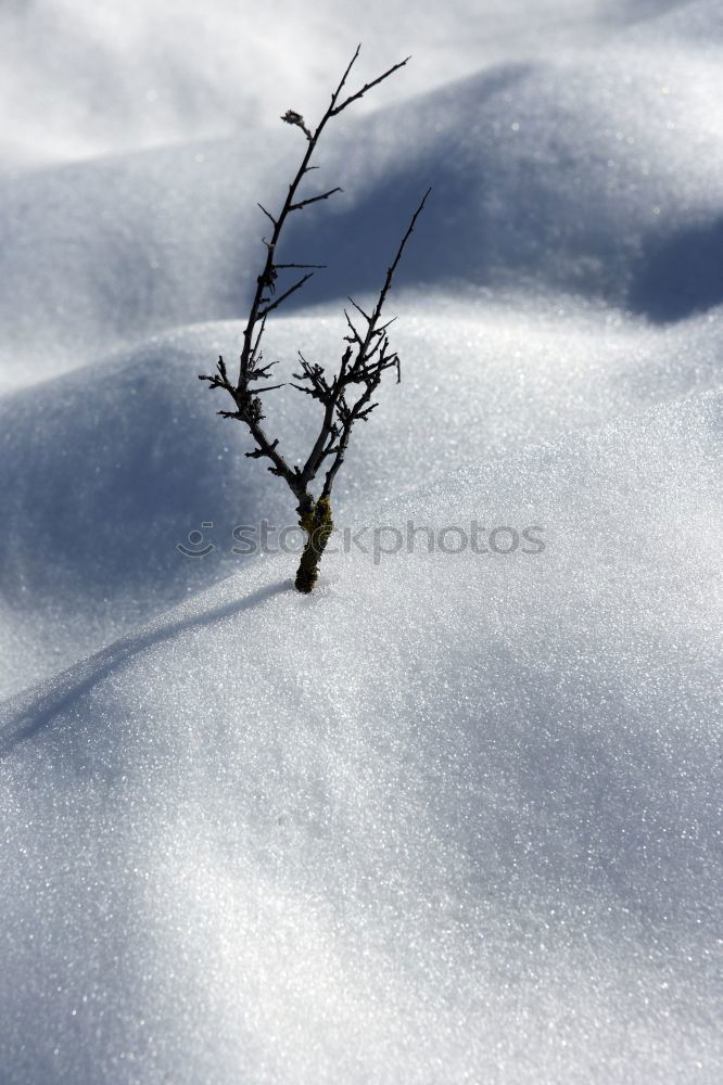 Similar – Brennholz Natur Himmel