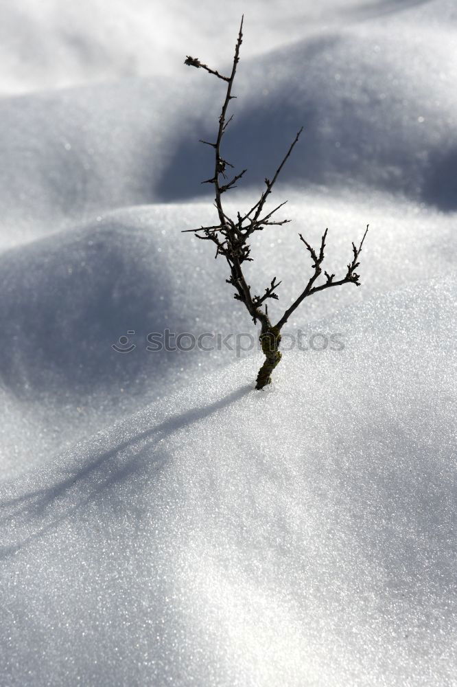 Similar – Plant shade Winter Shadow