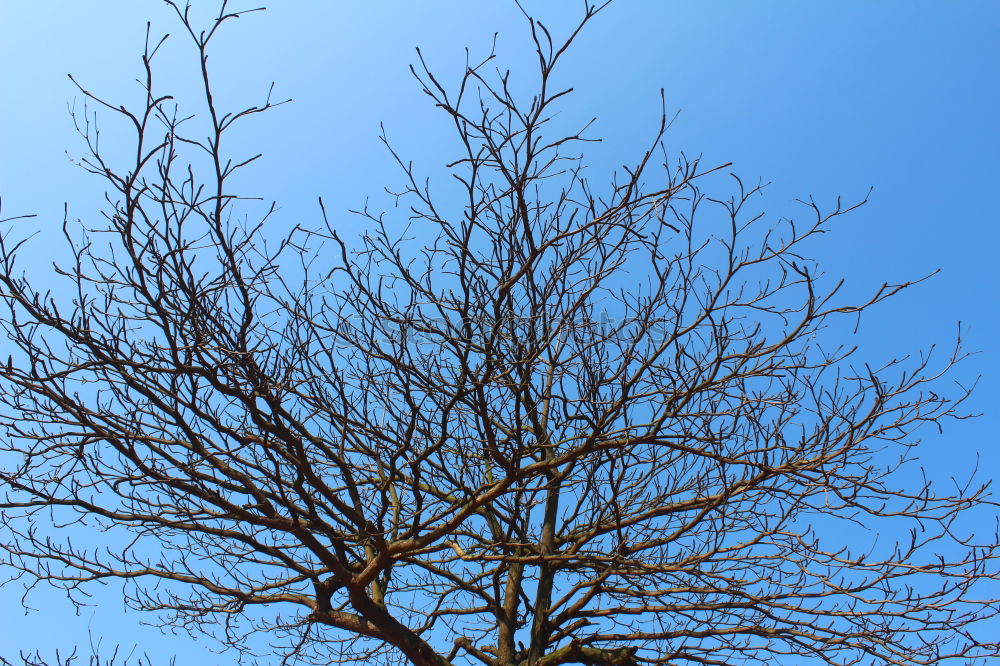 Similar – TREE CROWN Tree Fork