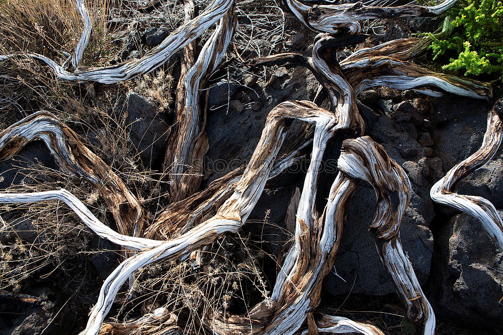 Similar – Roots on the ground Nature