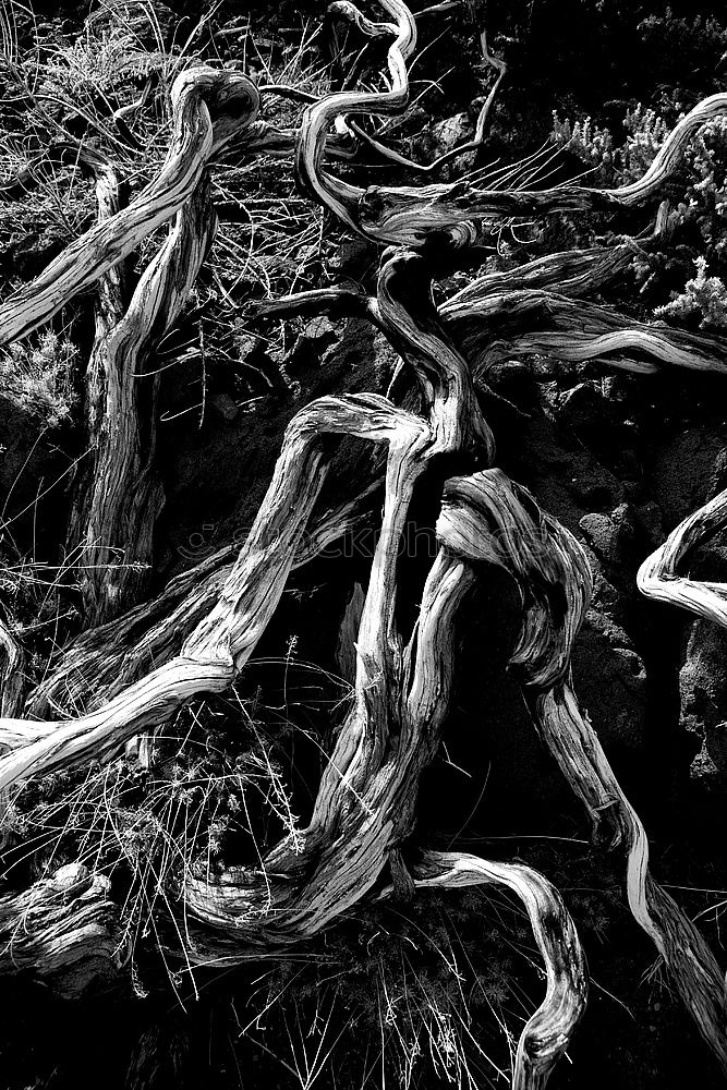 Similar – Foto Bild buttress roots Umwelt