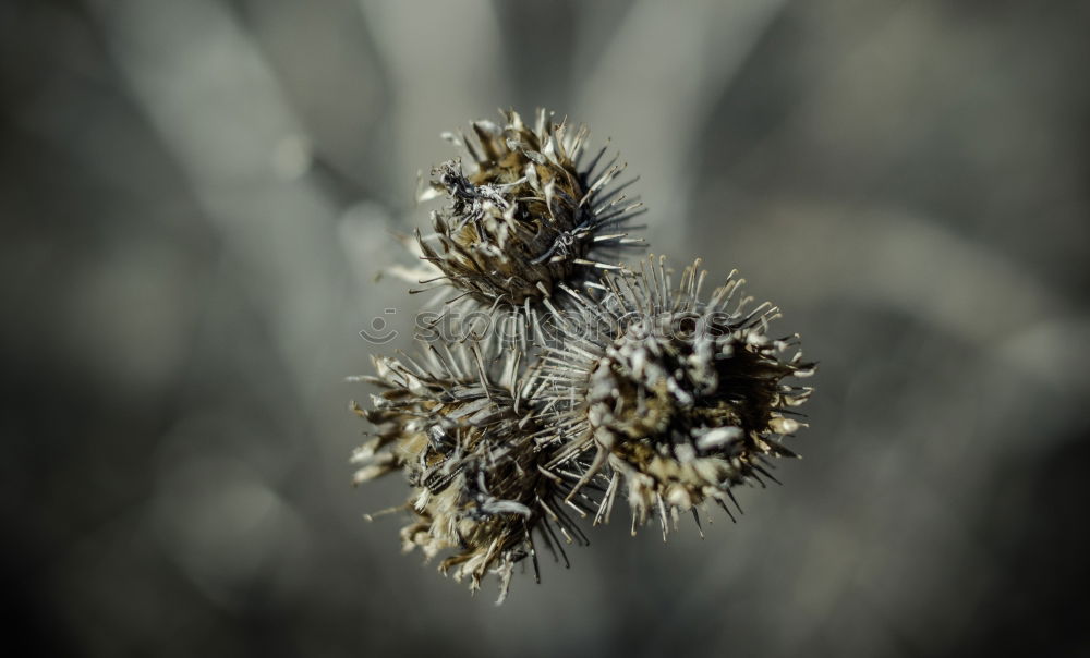 Similar – Foto Bild Spinnenfarbnetz Netzwerk