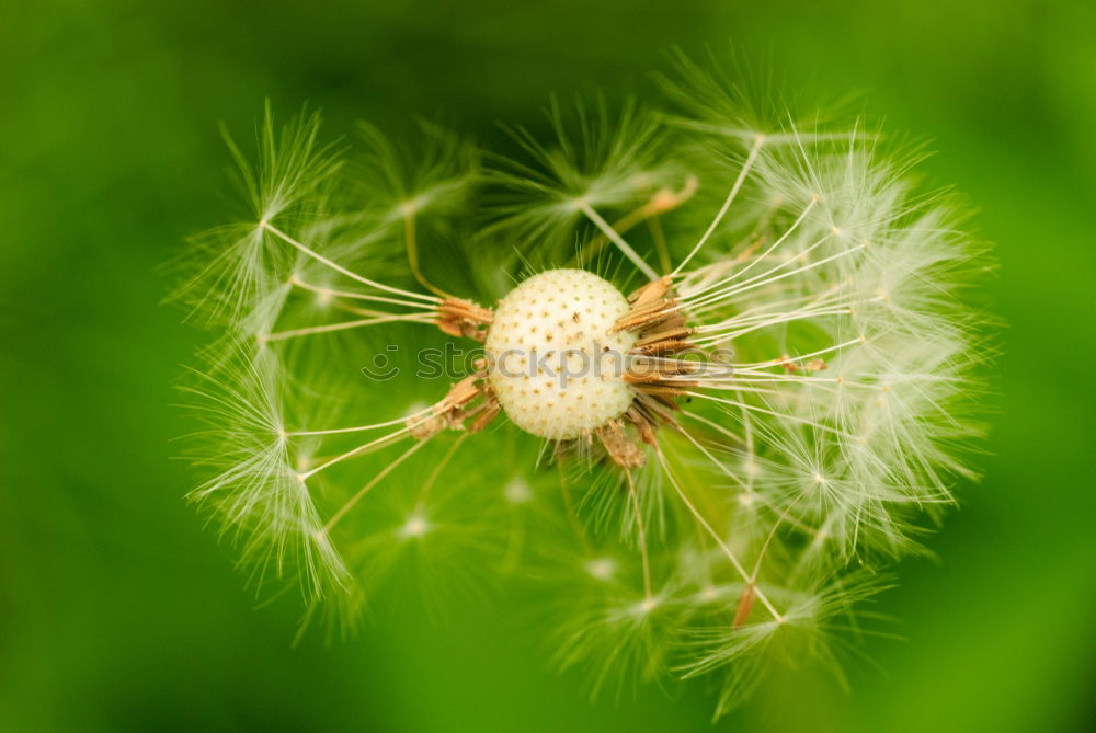 Similar – Image, Stock Photo dandelion spores blowing away