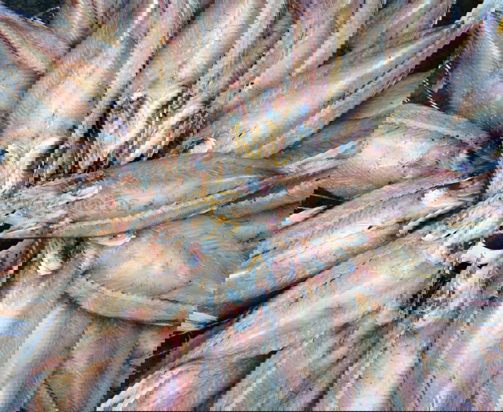 Similar – Foto Bild chaos Aquarium Tier