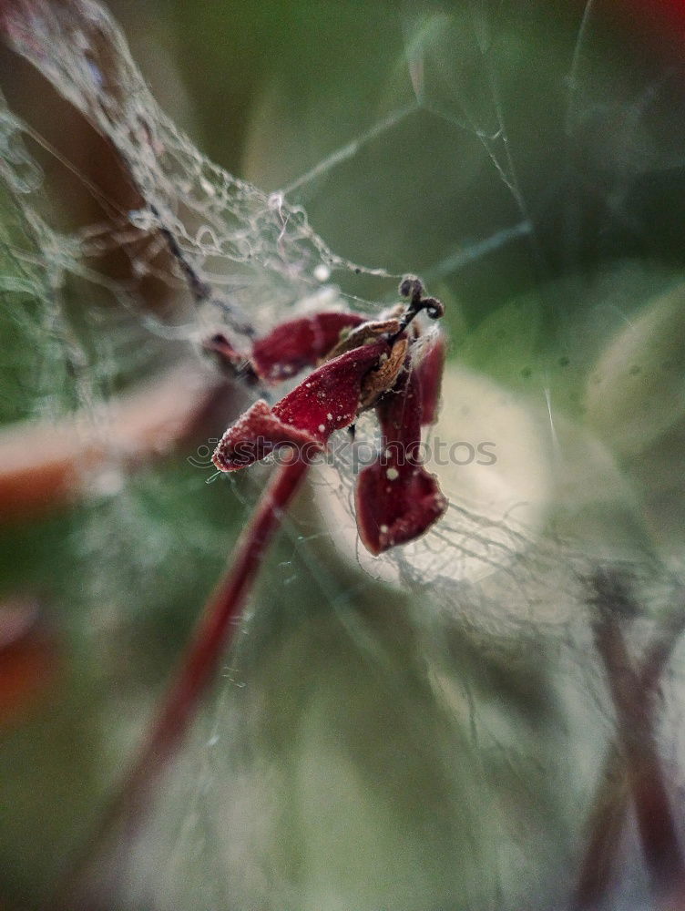 Similar – Es wird Frühling Blatt