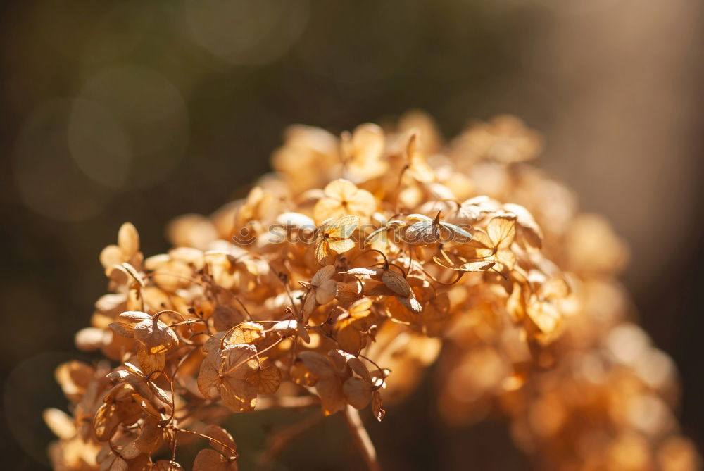 Similar – Image, Stock Photo Stories of Old Nature