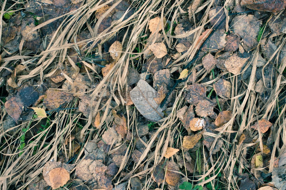 Similar – Es wird Frühling! Blühend