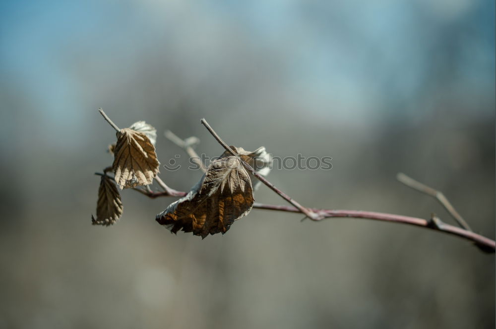 Similar – Iced branches Nature Plant