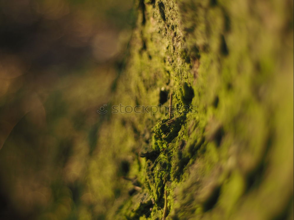 Similar – Image, Stock Photo buxus Nature Plant Spring