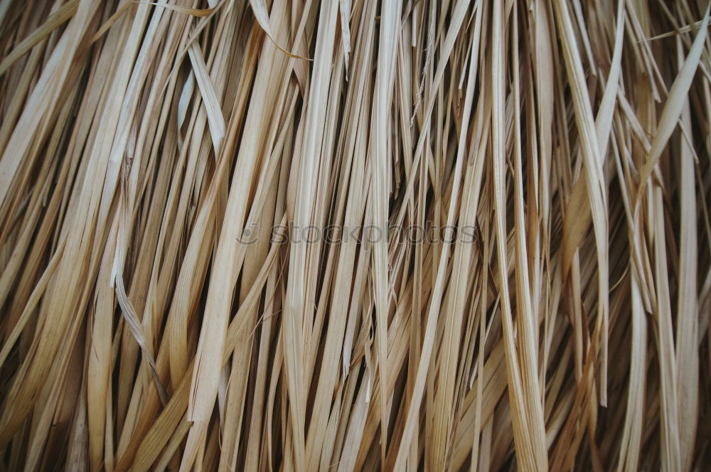 Similar – Close up of dried eel on Bukittinggi market