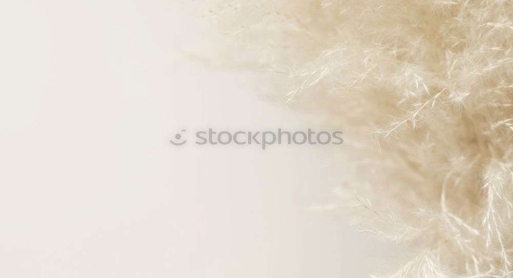 Similar – Image, Stock Photo Goose at the edge