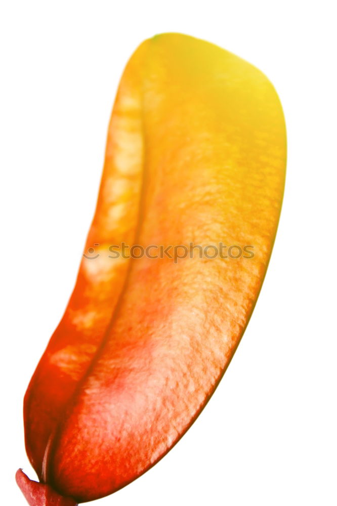 Similar – Close up of a tulip petal