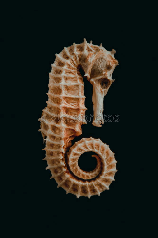 Similar – ammonite Ammonite