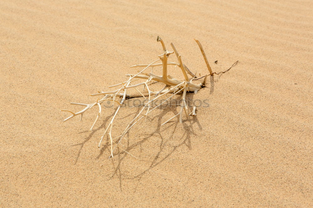 Similar – old, lost shoe on the beach