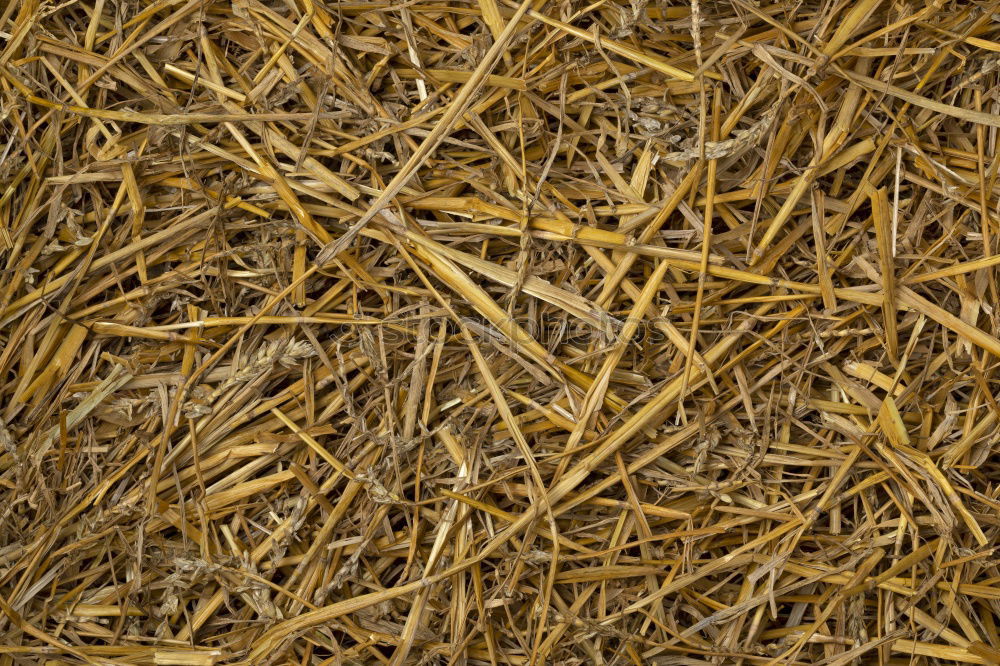 Similar – Straw Background Nature